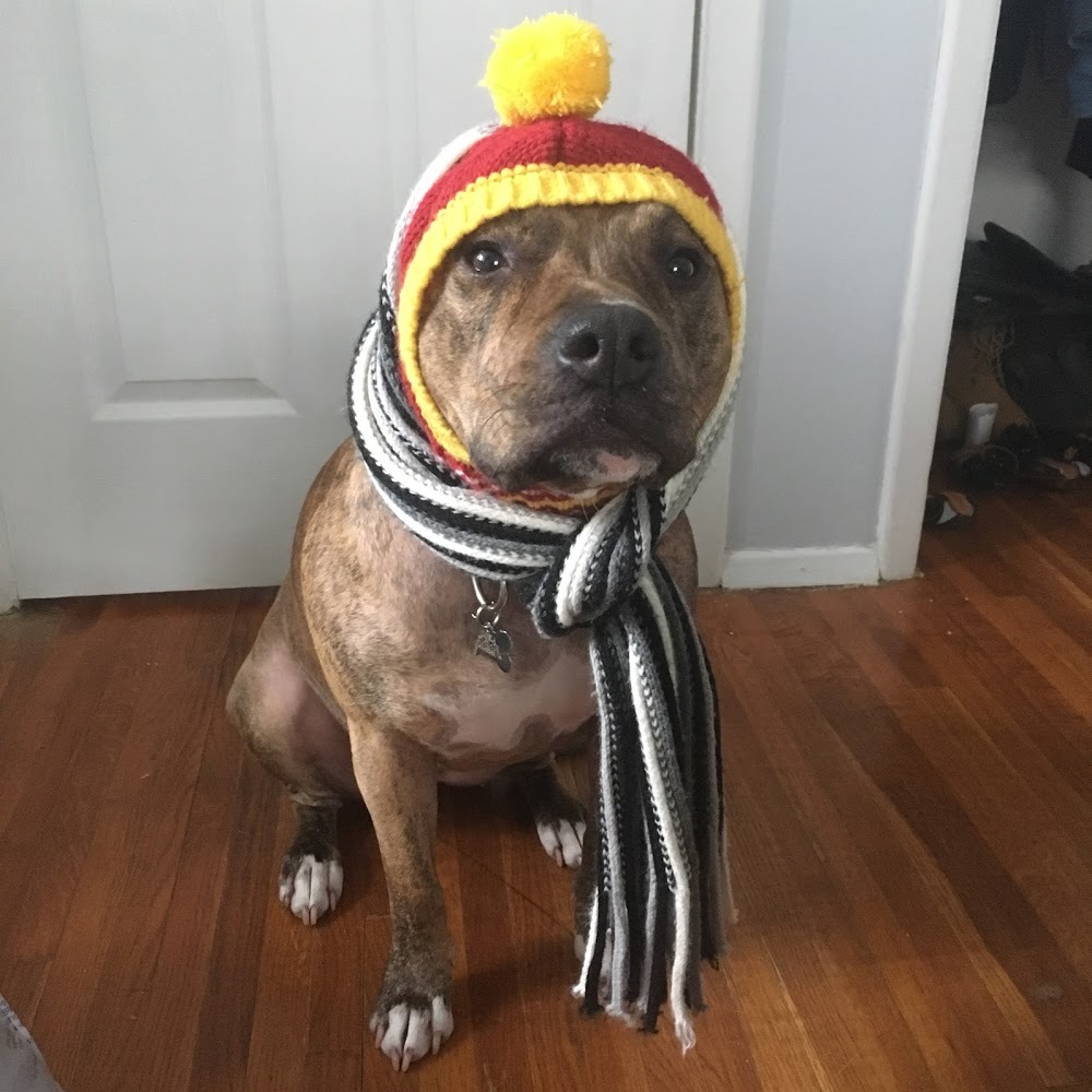 Meet your Posher, Pitbull